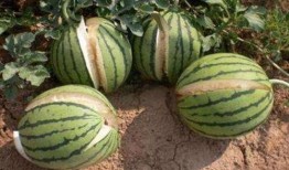 沂水吃瓜网红事件真相,真相背后的网络狂欢与反思