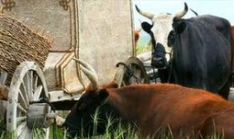 谁爆料八卦大驴的视频最新,视频爆料背后的惊人真相